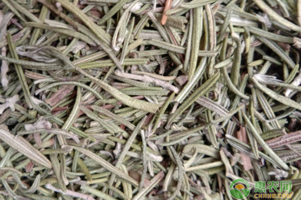 迷迭香的種植方法及注意事項(xiàng)-圖片版權(quán)歸惠農(nóng)網(wǎng)所有