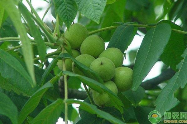 核桃夏剪有哪些作用？夏剪的方法是什么？-圖片版權(quán)歸惠農(nóng)網(wǎng)所有