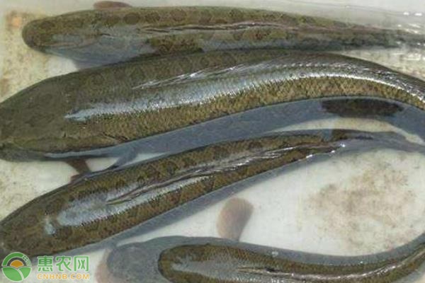 黑魚要怎么養(yǎng)？黑魚的高效養(yǎng)殖方法-圖片版權(quán)歸惠農(nóng)網(wǎng)所有