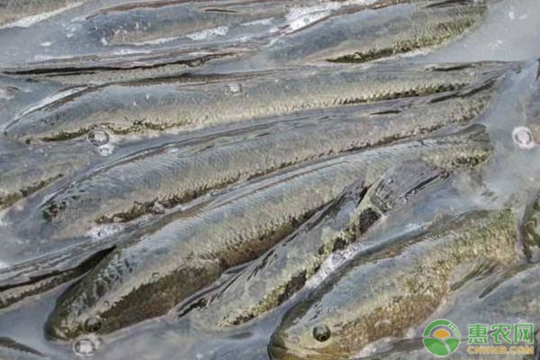 黑魚要怎么養(yǎng)？黑魚的高效養(yǎng)殖方法-圖片版權(quán)歸惠農(nóng)網(wǎng)所有