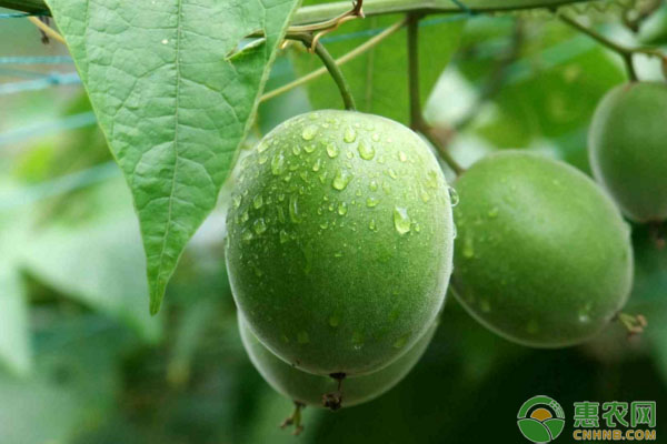 罗汉果高产种植技术-图片版权归惠农网所有