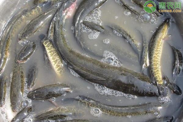 黑魚要怎么養(yǎng)？黑魚的高效養(yǎng)殖方法-圖片版權(quán)歸惠農(nóng)網(wǎng)所有