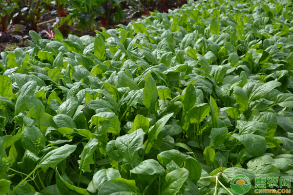 菠菜种植方法和步骤-图片版权归惠农网所有