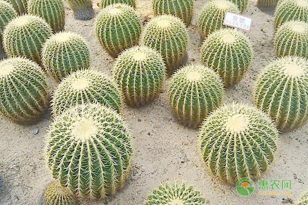 仙人球開(kāi)花是什么兆頭？如何養(yǎng)護(hù)才會(huì)開(kāi)花？-圖片版權(quán)歸惠農(nóng)網(wǎng)所有