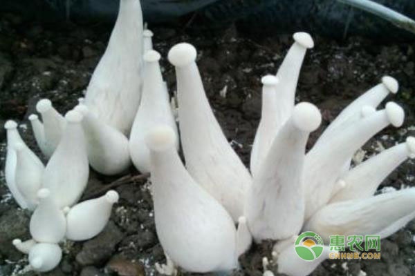 金福菇生料栽培技术-图片版权归惠农网所有