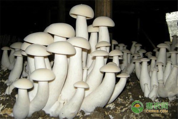 金福菇生料栽培技术-图片版权归惠农网所有