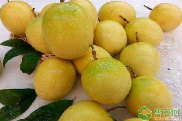 百香果什么季节成熟？做好科学管理步骤产量更高！-图片版权归惠农网所有