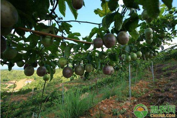 百香果什么季节成熟？做好科学管理步骤产量更高！-图片版权归惠农网所有