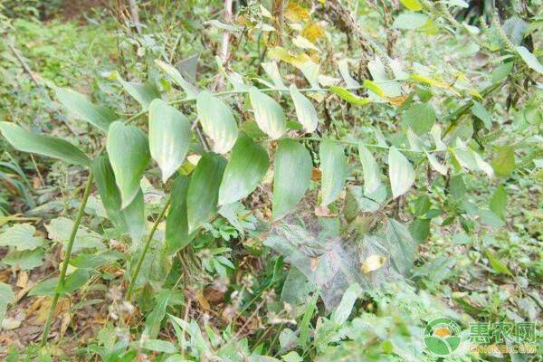 雞頭黃精的種植技術(shù)和方法-圖片版權(quán)歸惠農(nóng)網(wǎng)所有