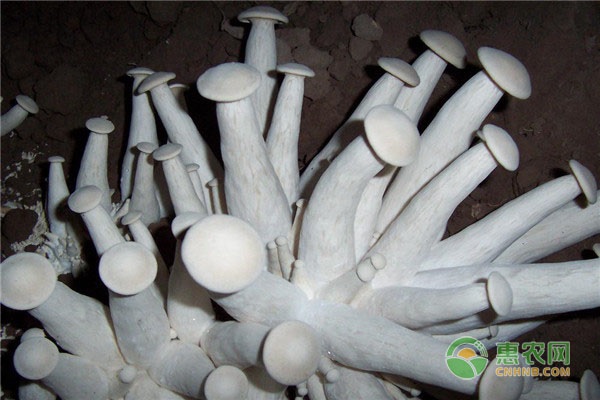 金福菇生料栽培技术-图片版权归惠农网所有