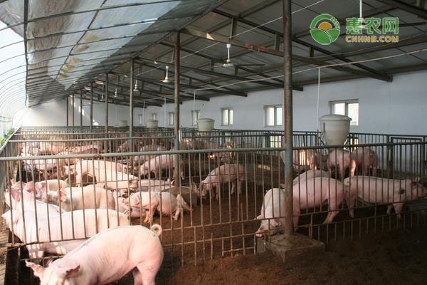 母豬產后不吃食是什么原因？如何解決？-圖片版權歸惠農網所有
