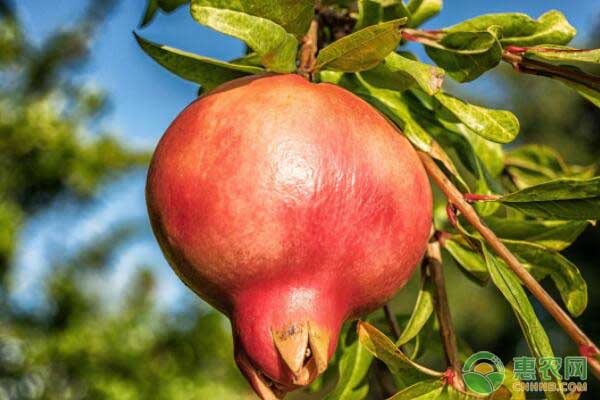 石榴什么時(shí)候成熟？采后如何管理？-圖片版權(quán)歸惠農(nóng)網(wǎng)所有