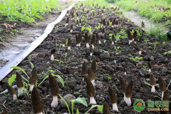 羊肚菌怎么种植？学好这几个步骤是关键！-图片版权归惠农网所有