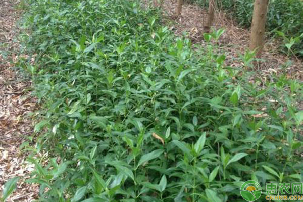 草珊瑚的高效种植技术-图片版权归惠农网所有