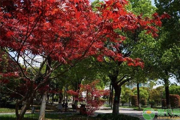 鸡爪槭要如何栽培养护？鸡爪槭的繁殖方法有哪些？-图片版权归惠农网所有
