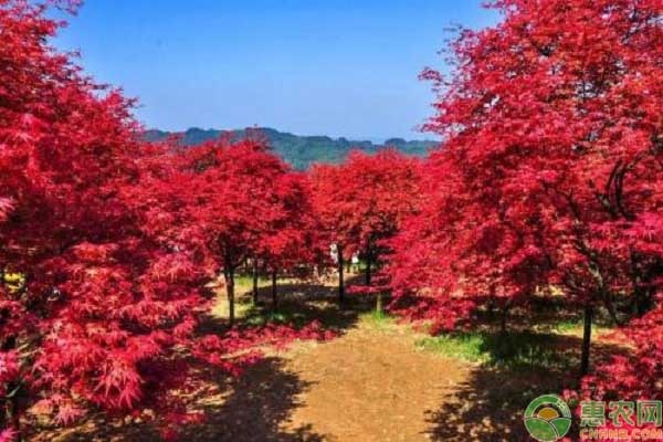 鸡爪槭要如何栽培养护？鸡爪槭的繁殖方法有哪些？-图片版权归惠农网所有