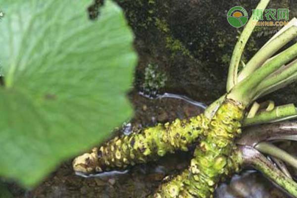 冬寒菜种植时间和方法-图片版权归惠农网所有