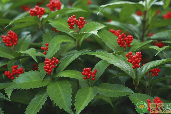 草珊瑚的高效种植技术-图片版权归惠农网所有