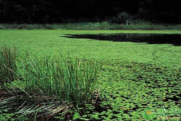 莼菜种植适宜环境与气候是怎样的？-图片版权归惠农网所有