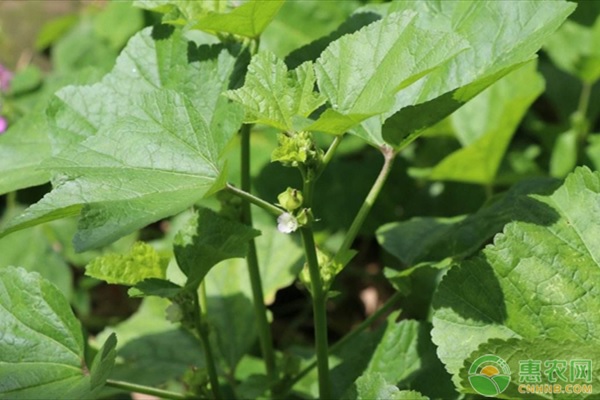 冬寒菜种植技术和种植时间-图片版权归惠农网所有