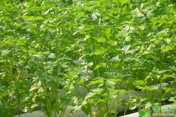 种植课堂：芹菜叶柄开裂、口感差怎么办？-图片版权归惠农网所有