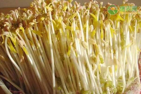 怎么種豆芽？種豆芽有哪些事項要注意？-圖片版權(quán)歸惠農(nóng)網(wǎng)所有