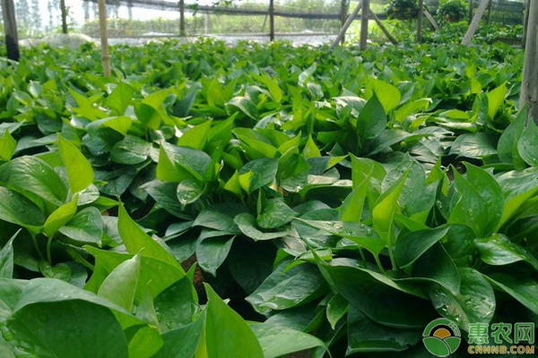 綠蘿怎么養(yǎng)才能爆盆？-圖片版權(quán)歸惠農(nóng)網(wǎng)所有