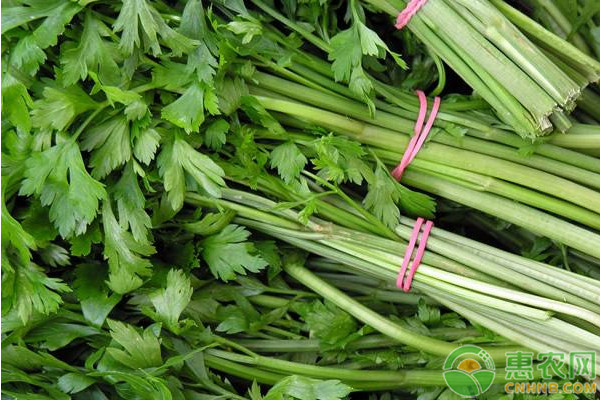 种植课堂：芹菜叶柄开裂、口感差怎么办？-图片版权归惠农网所有
