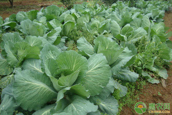 種植甘藍(lán)的方法和時(shí)間-圖片版權(quán)歸惠農(nóng)網(wǎng)所有