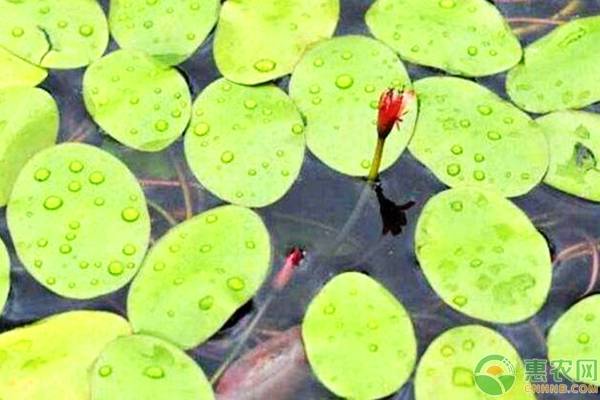 莼菜种植适宜环境与气候是怎样的？-图片版权归惠农网所有