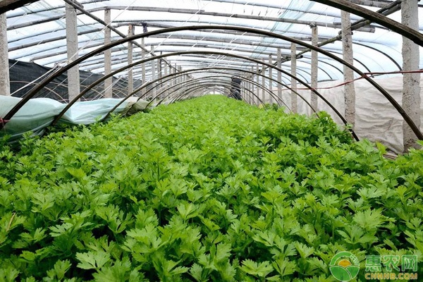 种植课堂：芹菜叶柄开裂、口感差怎么办？-图片版权归惠农网所有