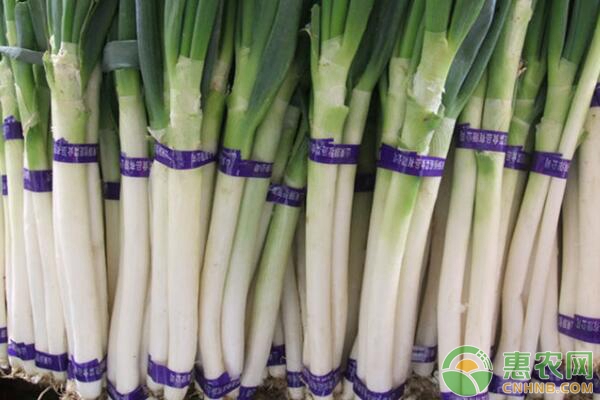 大蔥種植時間和方法-圖片版權(quán)歸惠農(nóng)網(wǎng)所有