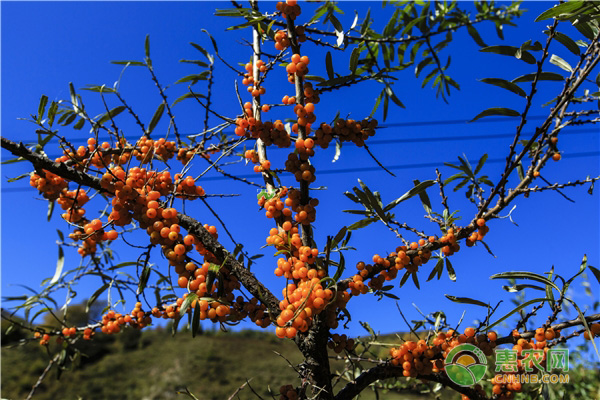 沙棘是什么？多久澆一次水？-圖片版權(quán)歸惠農(nóng)網(wǎng)所有