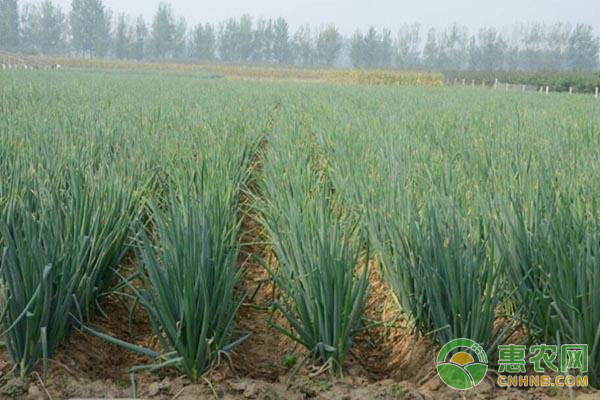 大蔥種植時間和方法-圖片版權(quán)歸惠農(nóng)網(wǎng)所有