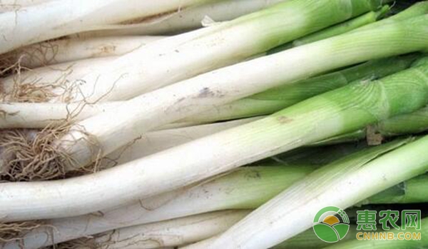 大蔥種植技術(shù)及施肥-圖片版權(quán)歸惠農(nóng)網(wǎng)所有