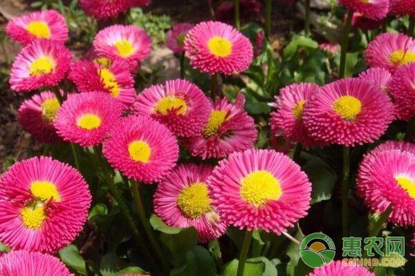 太陽花怎么掐頭爆盆？不開花是哪些原因？-圖片版權(quán)歸惠農(nóng)網(wǎng)所有
