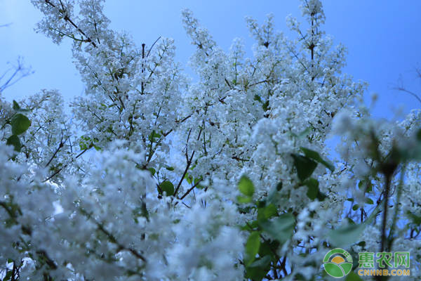 丁香花是什么颜色的？何时开花？-图片版权归惠农网所有