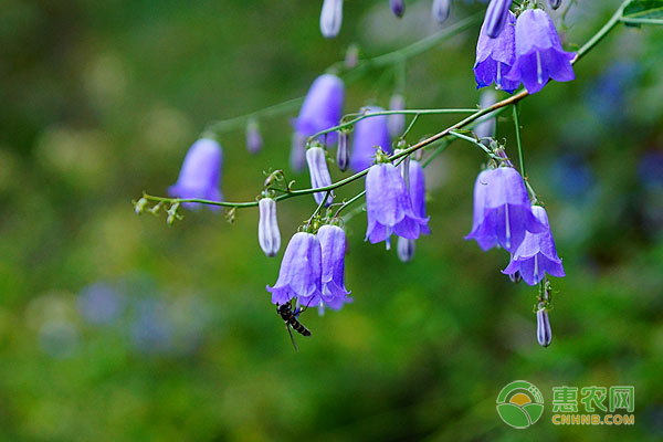 風鈴草的花語及延長花期技巧-圖片版權歸惠農(nóng)網(wǎng)所有