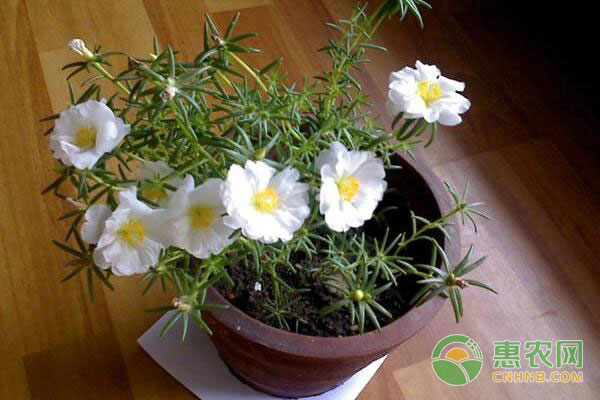 太陽花怎么掐頭爆盆？不開花是哪些原因？-圖片版權(quán)歸惠農(nóng)網(wǎng)所有