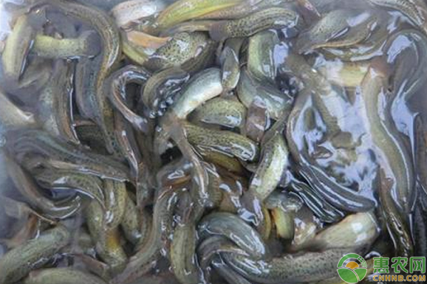 泥鰍高產(chǎn)養(yǎng)殖技術(shù)-圖片版權(quán)歸惠農(nóng)網(wǎng)所有