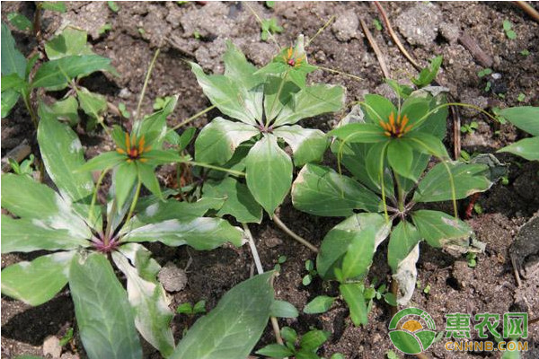 重樓的種植方法技術(shù)-圖片版權(quán)歸惠農(nóng)網(wǎng)所有