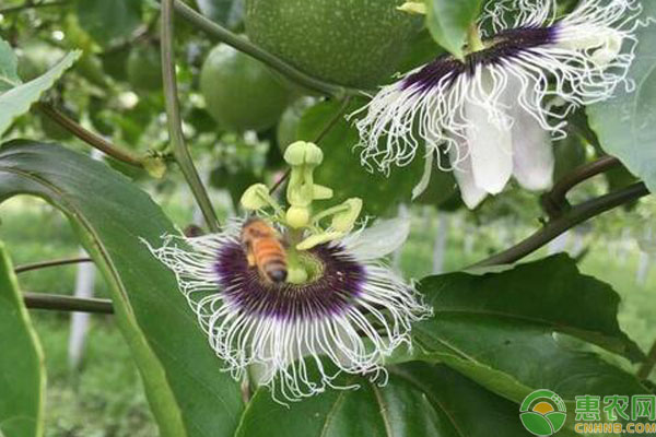 如何讓百香果快速開花？-圖片版權(quán)歸惠農(nóng)網(wǎng)所有
