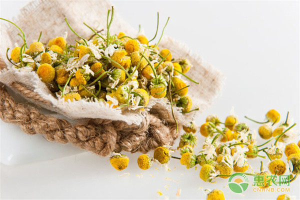洋甘菊花語及養(yǎng)護(hù)方法-圖片版權(quán)歸惠農(nóng)網(wǎng)所有