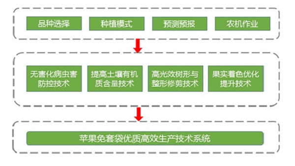 苹果免套袋优质高效生产技术-图片版权归惠农网所有