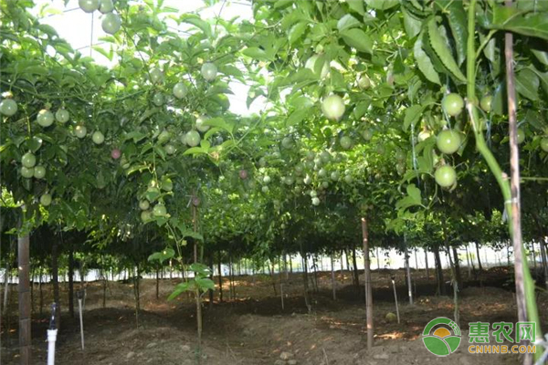 如何讓百香果快速開花？-圖片版權(quán)歸惠農(nóng)網(wǎng)所有
