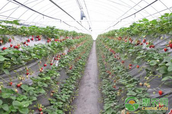 草莓什么季节成熟？有哪些种植高产要点？-图片版权归惠农网所有