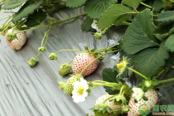草莓什么季节成熟？有哪些种植高产要点？-图片版权归惠农网所有