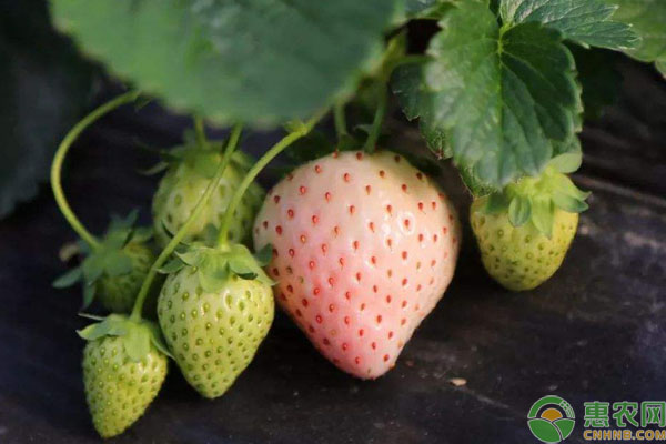 草莓什么季节成熟？有哪些种植高产要点？-图片版权归惠农网所有