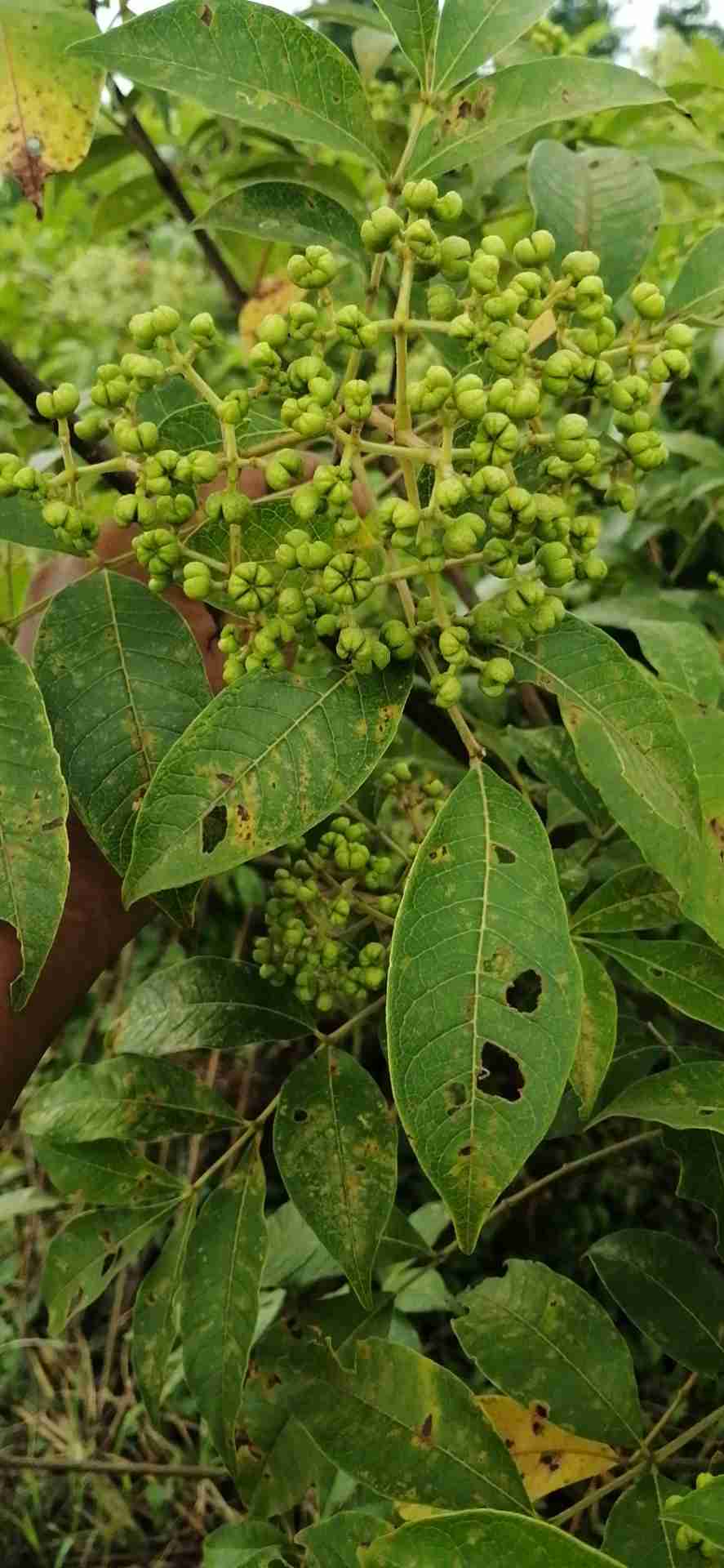 你好老师吴茱萸果实未成熟就开裂是怎么回事