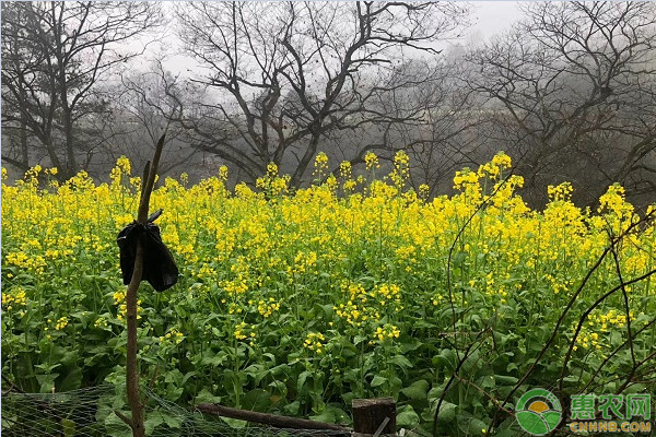 油菜多用途开发利用技术-图片版权归惠农网所有